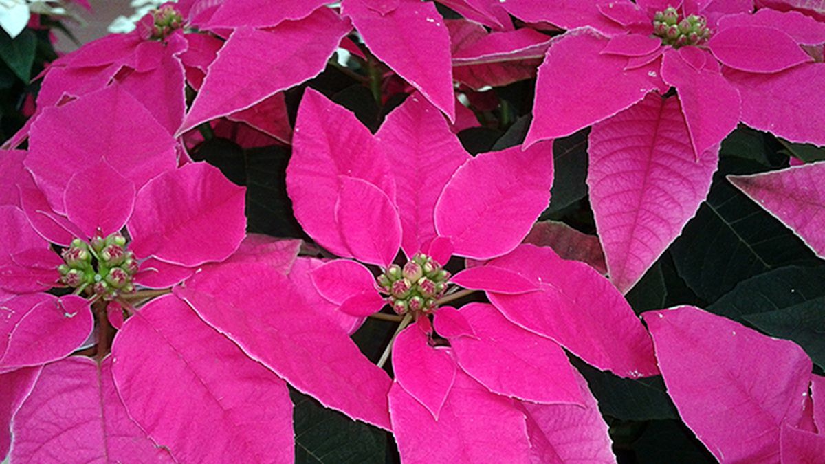 Princettia flor de pascua rosa planta navidad