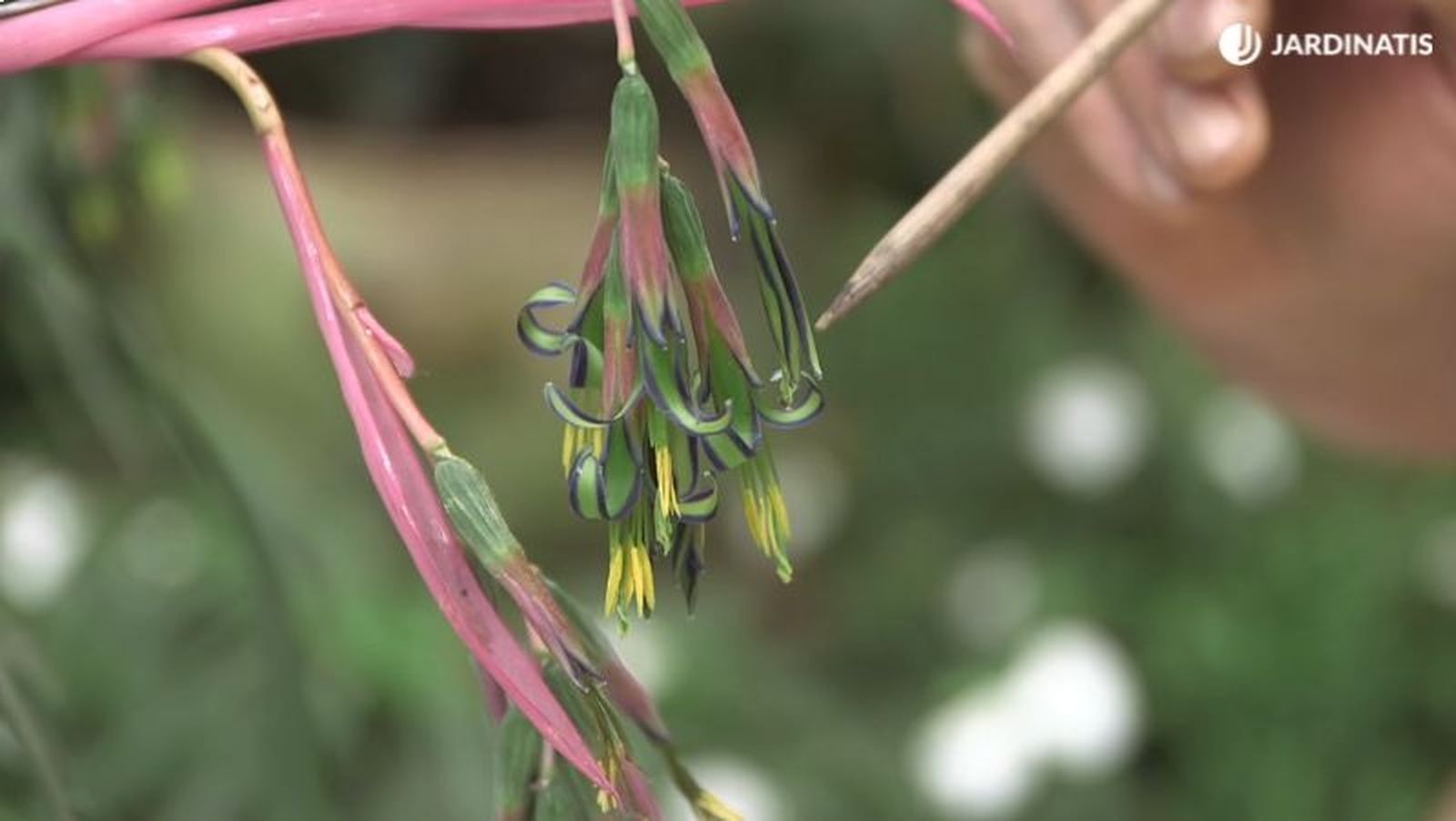 Inflorescencia de la Billbergia nutans Inflorescencia de la Billbergia nutans