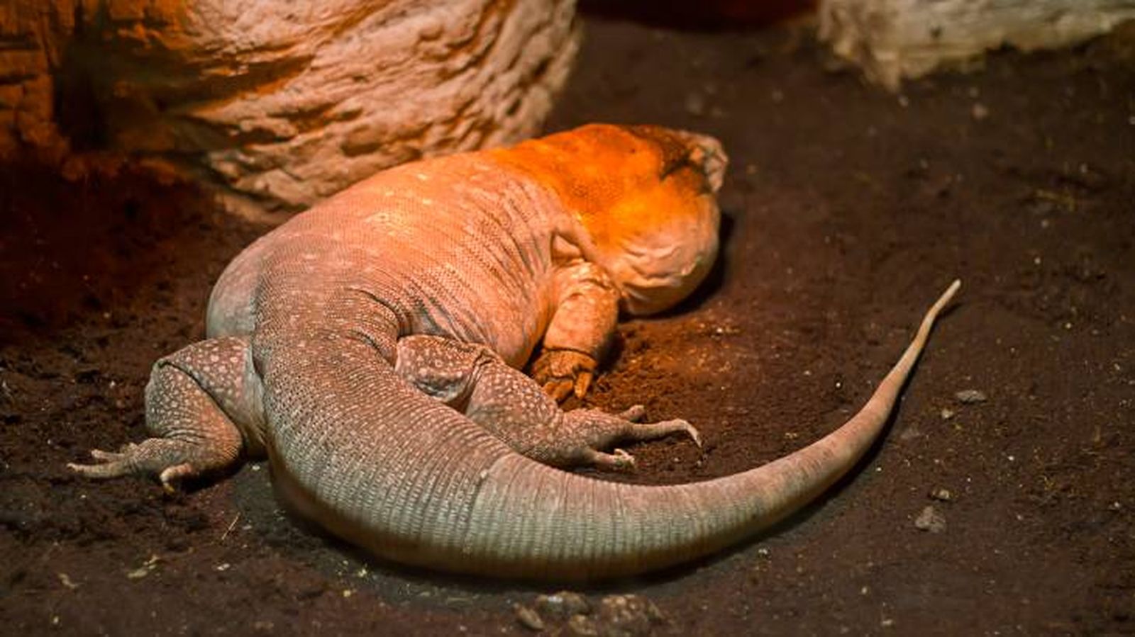 tegu rojo cuidados tegu rojo cuidados