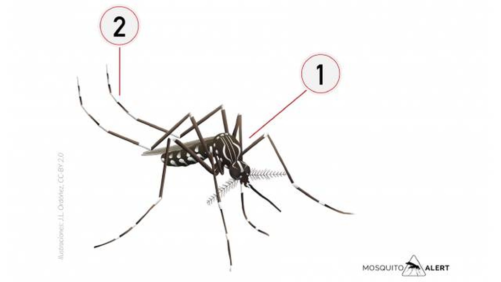 mosquitos transmisores de enfermedades mosquito fiebre amarilla mosquitos transmisores de enfermedades mosquito fiebre amarilla