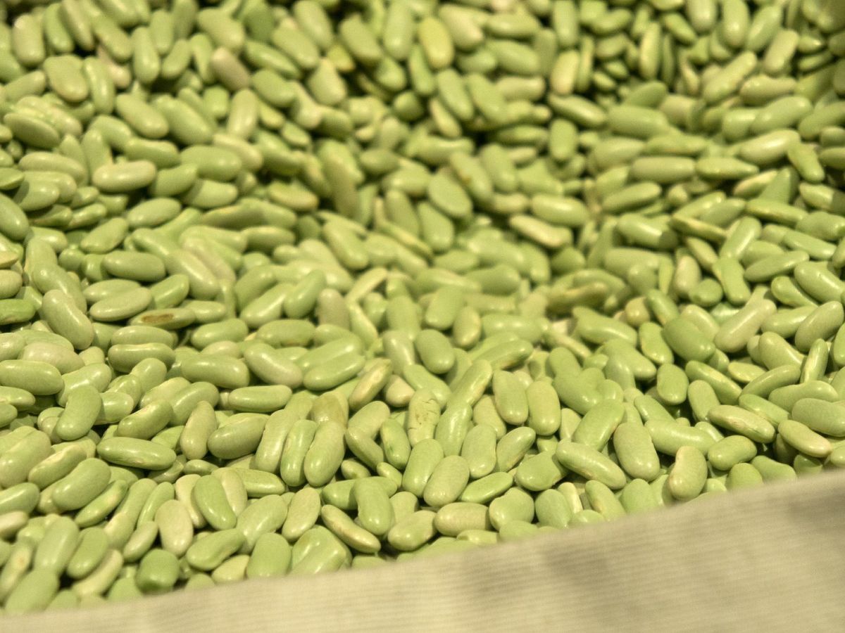 Esta alubia es perfecta para guisos con marisco, pescado o verduras