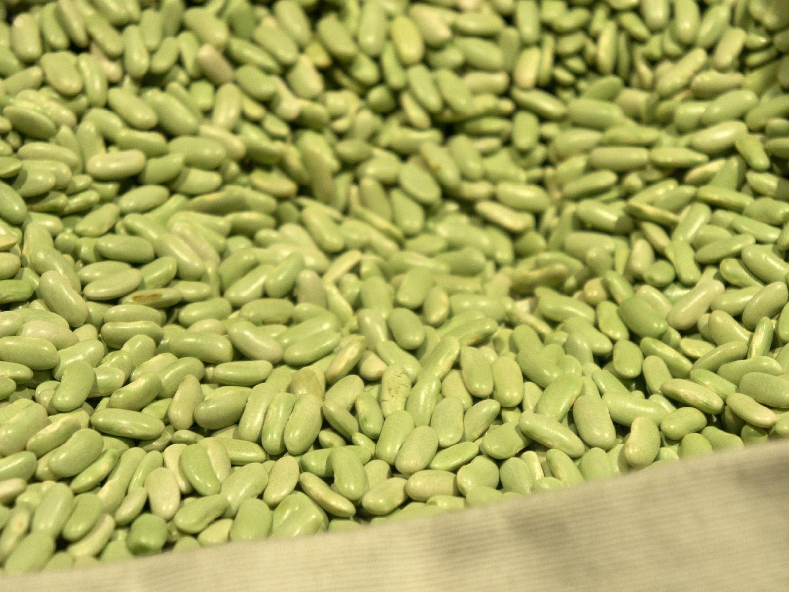 Esta alubia es perfecta para guisos con marisco, pescado o verduras
