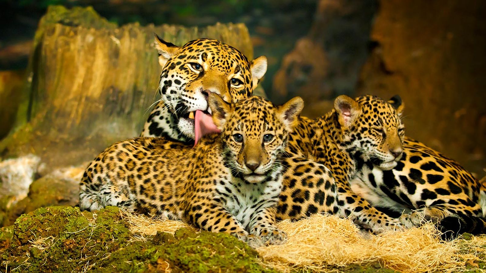 jaguar diferencias leopardo guepardo 4 jaguar diferencias leopardo guepardo 4