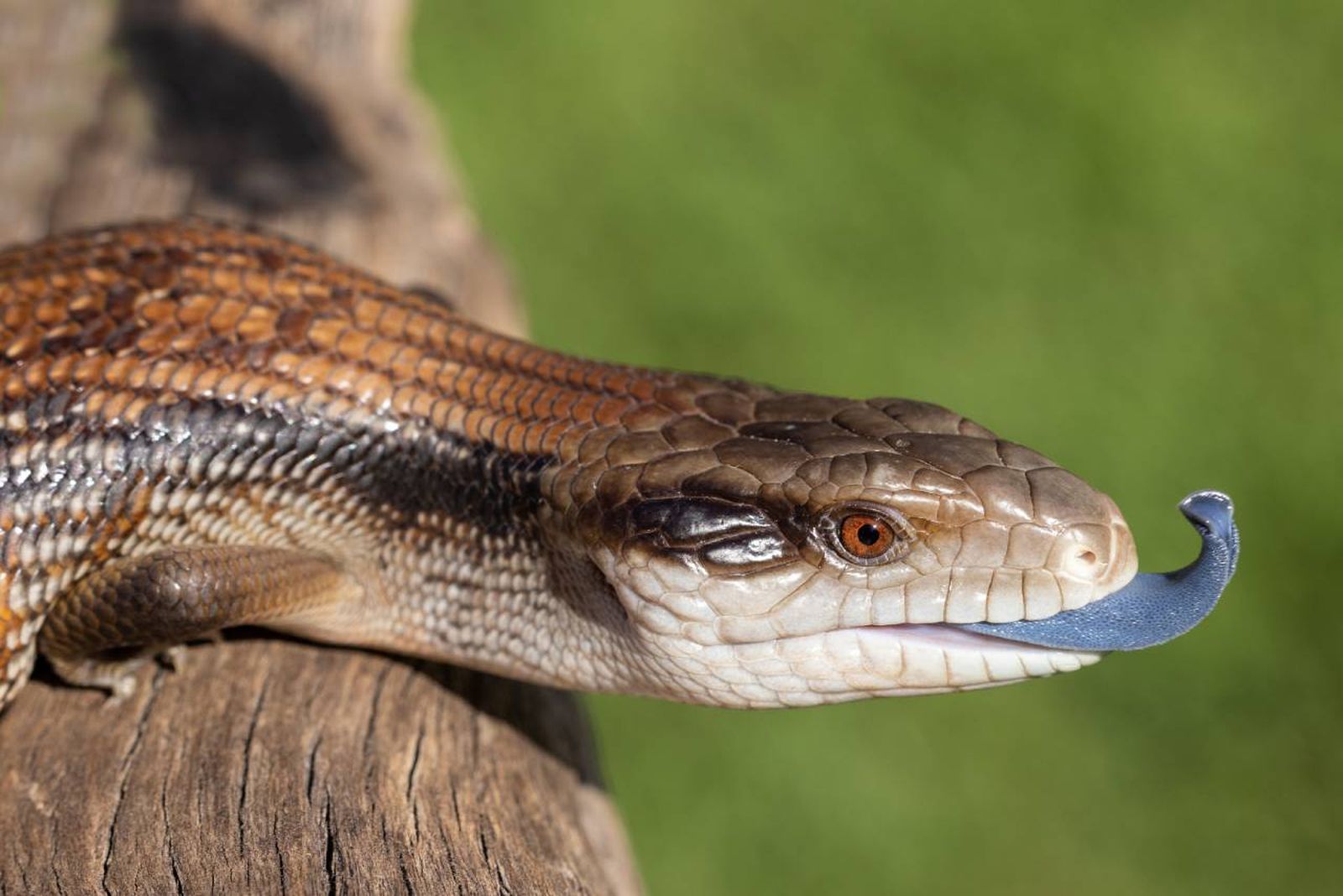 El escinco de lengua azul es un reptil robusto y de cuerpo alargado.