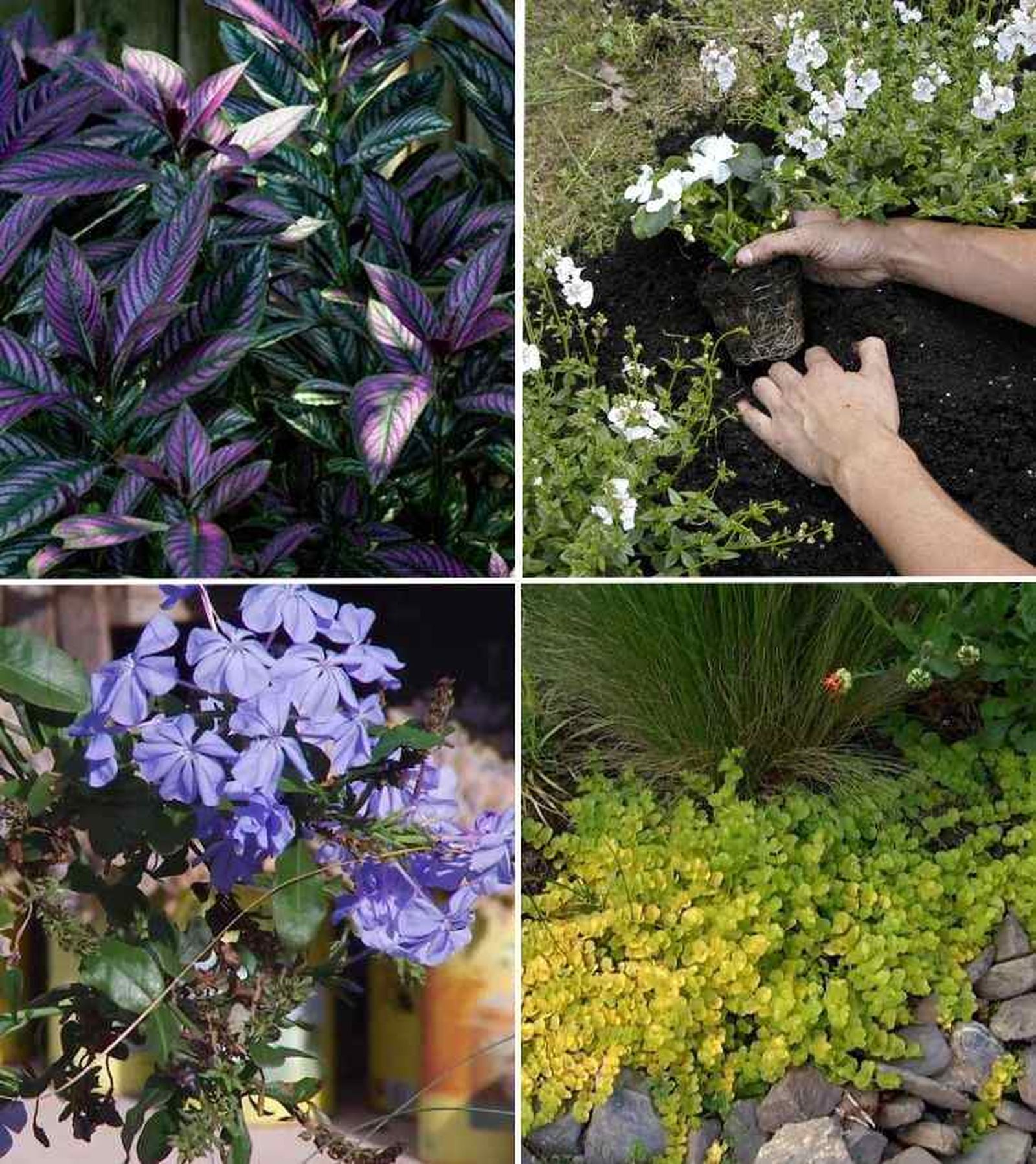 plantas de verano 4