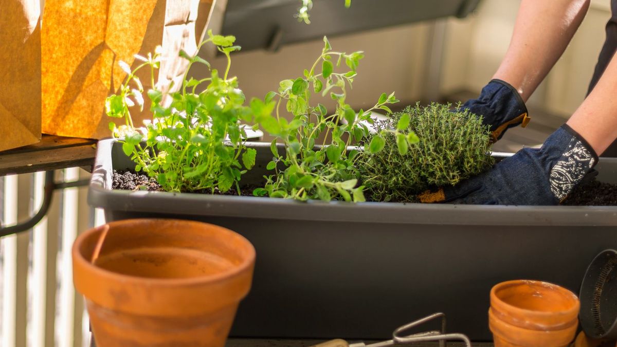 Plantación de aromáticas en jardinera.