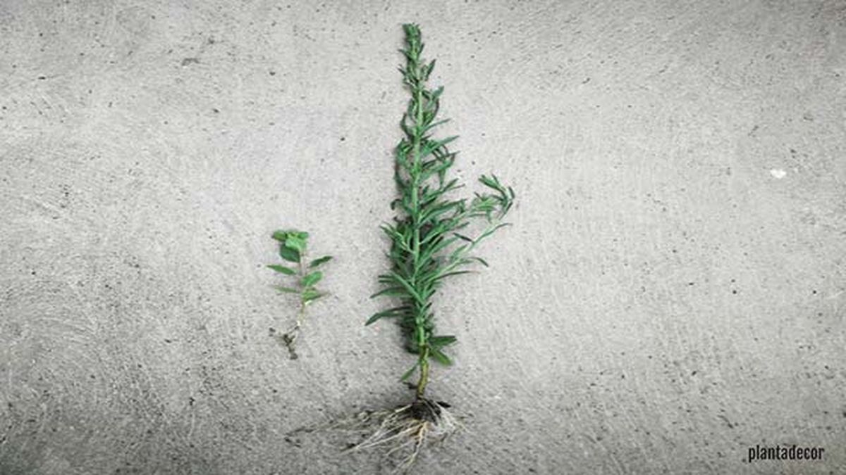 como funcionan las raices de una planta