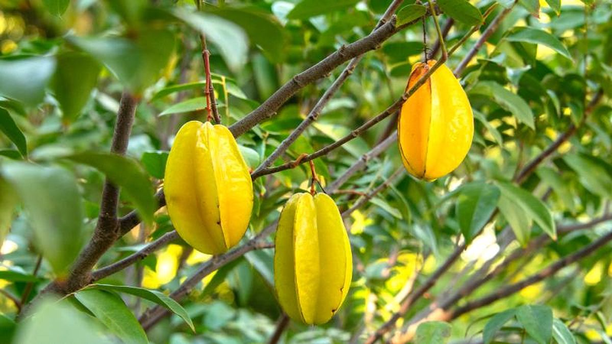 Fruta carambola en árbol
