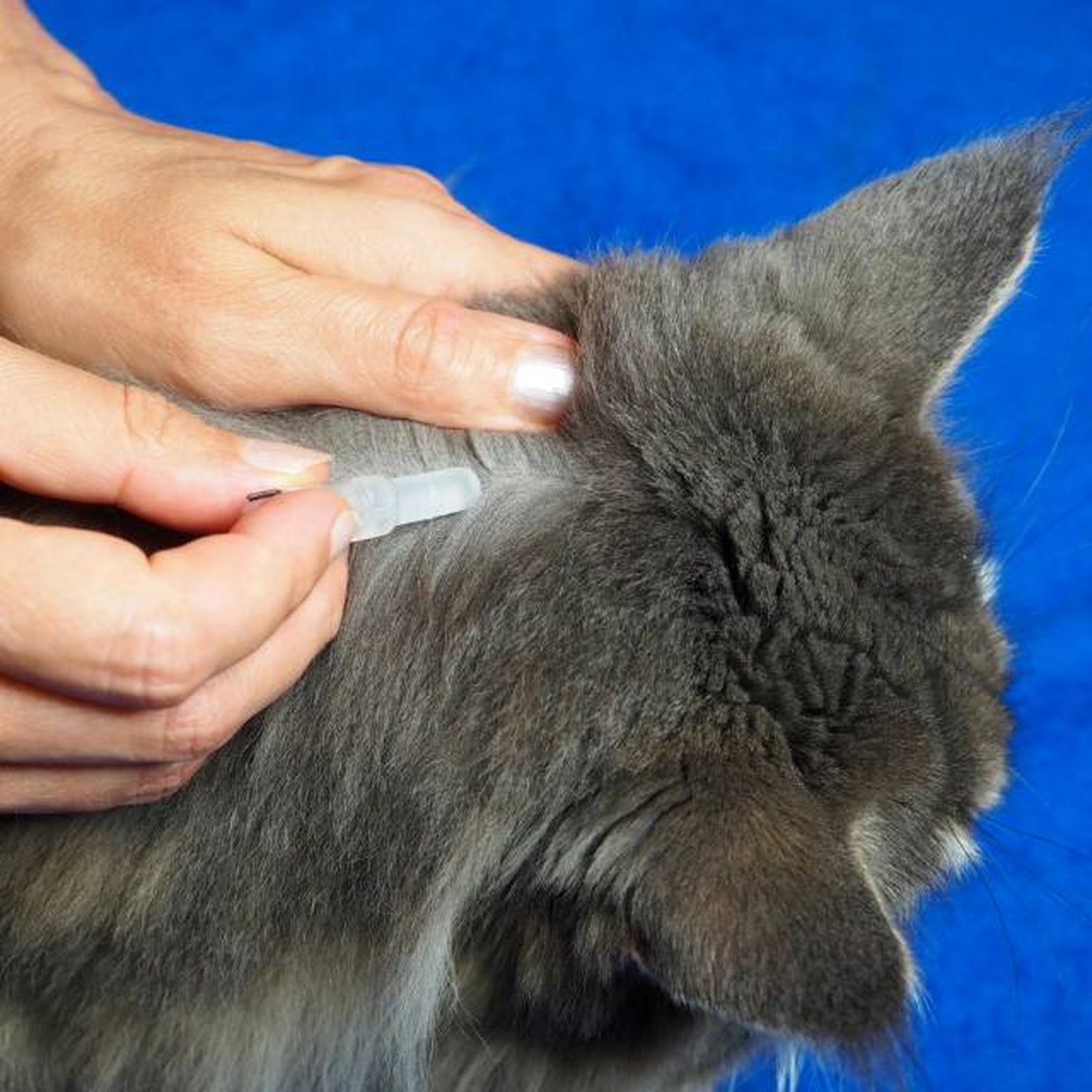 productos para gatos mas vendidos amazon pipetas productos para gatos mas vendidos amazon pipetas