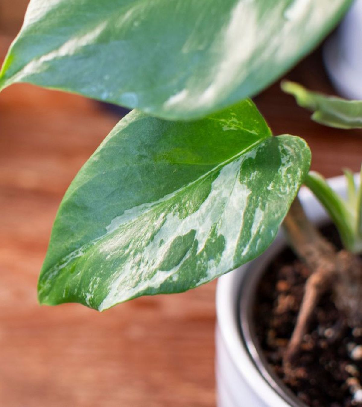 hojas jovenes de monstera sin fenestraciones