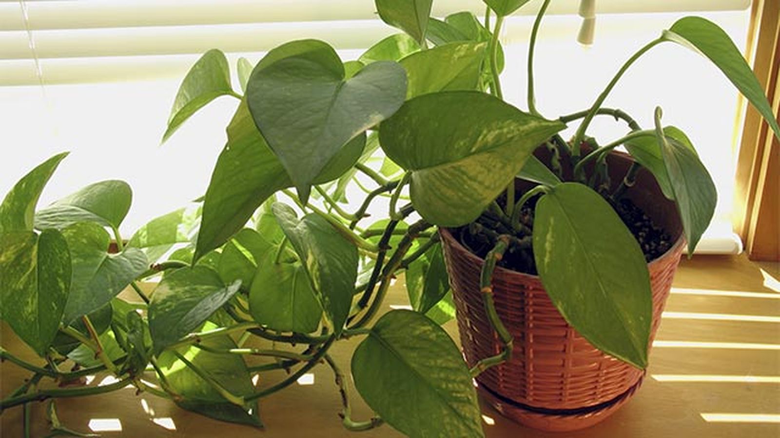 Potos O Pothos Una Planta De Interior Muy Resistente Y Decorativa