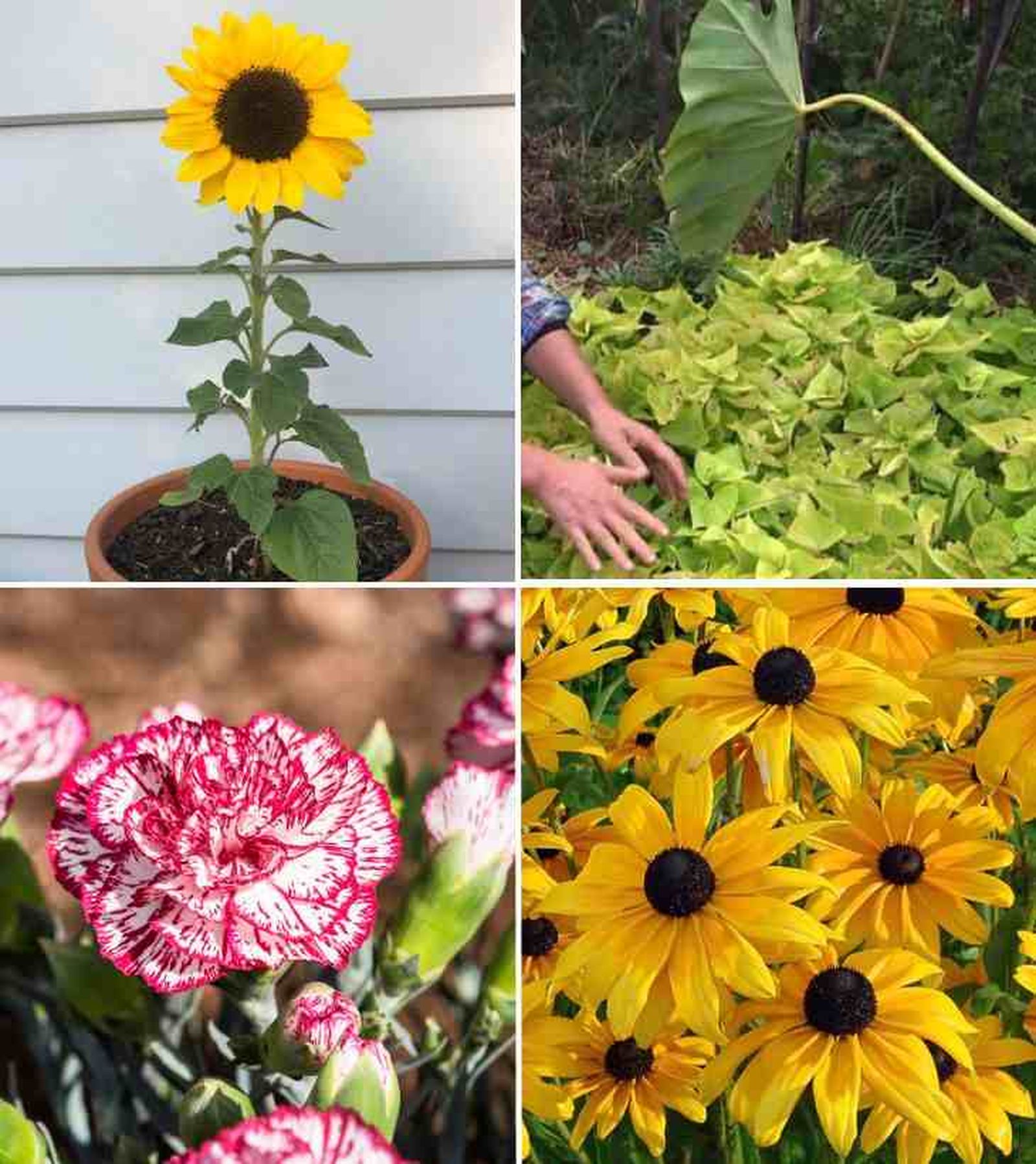 De izq. a drcha.: girasol, batata ornamental, clavel y rudbeckia De izq. a drcha.: girasol, batata ornamental, clavel y rudbeckia
