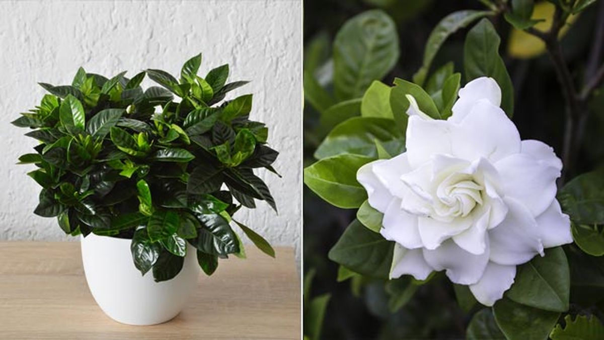 Gardenia jasminoides planta de interior con flores blancas deco jardin