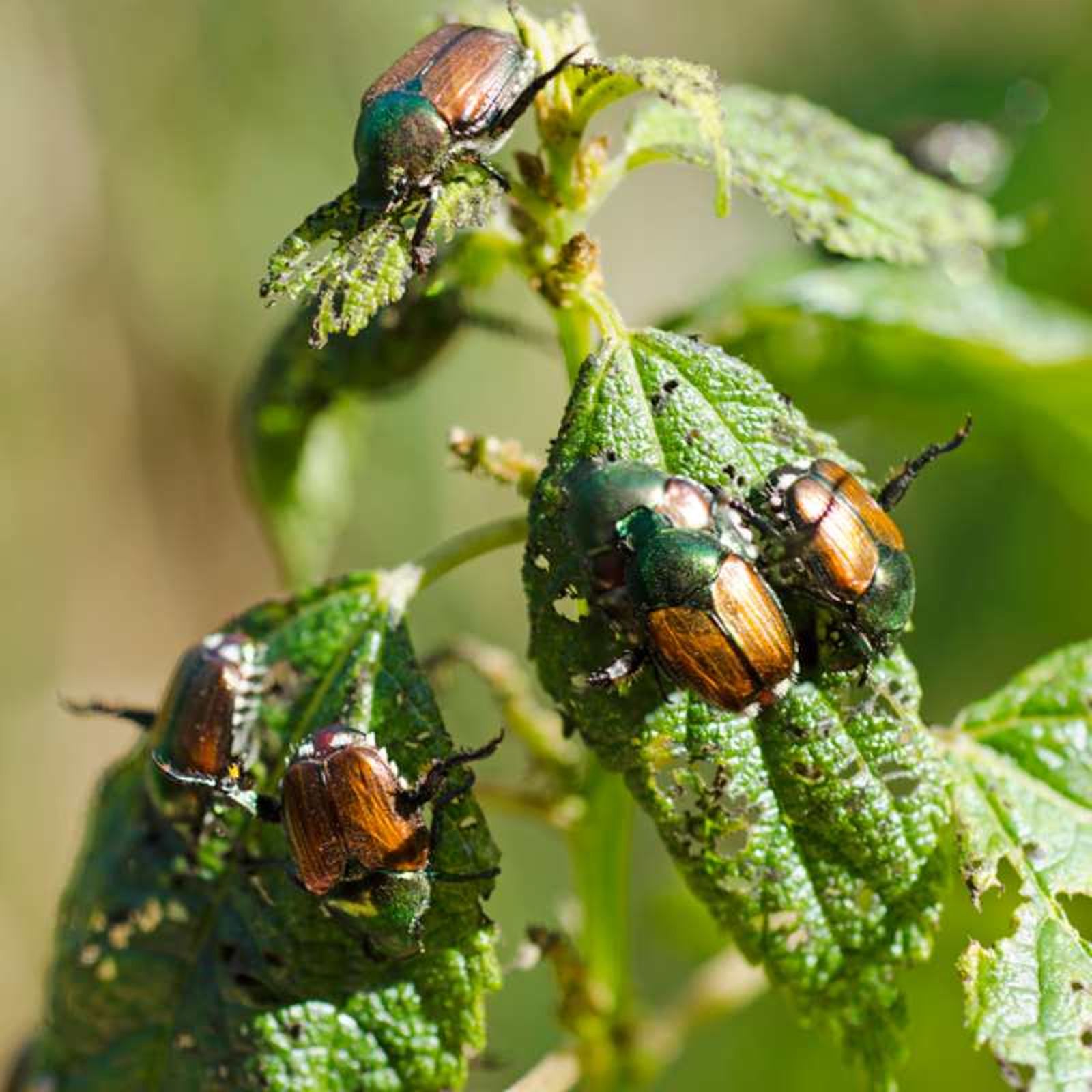 Plaga del escarabajo japonés en una planta Plaga del escarabajo japonés en una planta