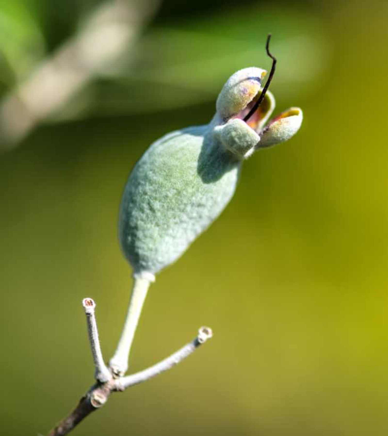 pequeño fruto de feijoa en el árbol pequeño fruto de feijoa en el árbol