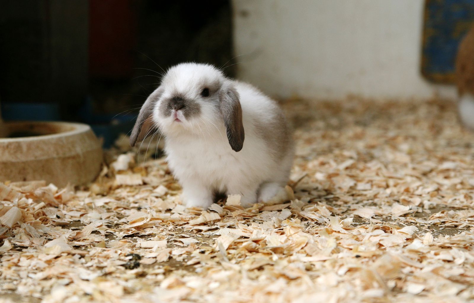 mini conejo mini conejo