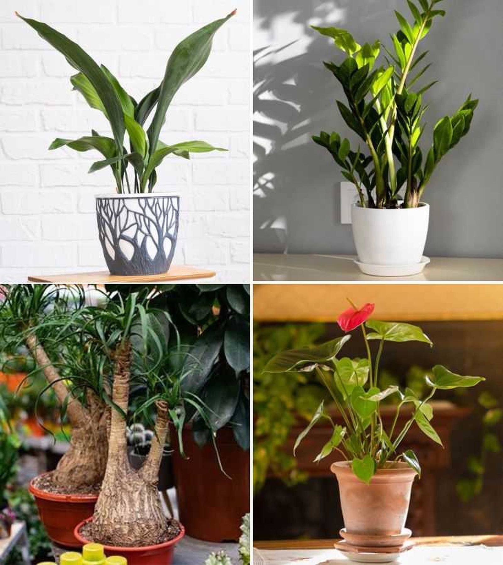 aspidistra zamioculca pata de elefante anturio planta interior