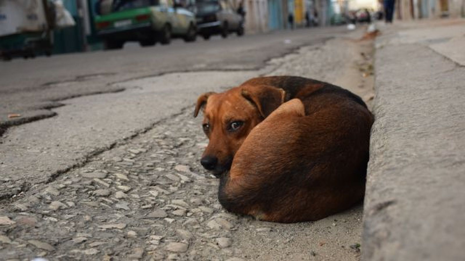 como pasear a un perro miedoso 7