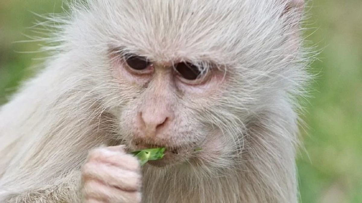 animales albinos mono