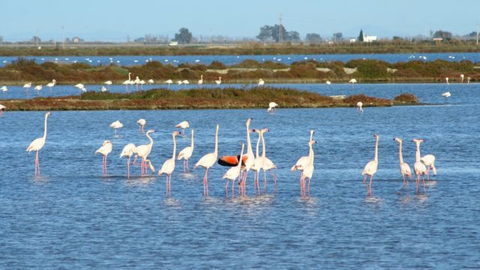 flamencos en el delta del ebro flamencos en el delta del ebro