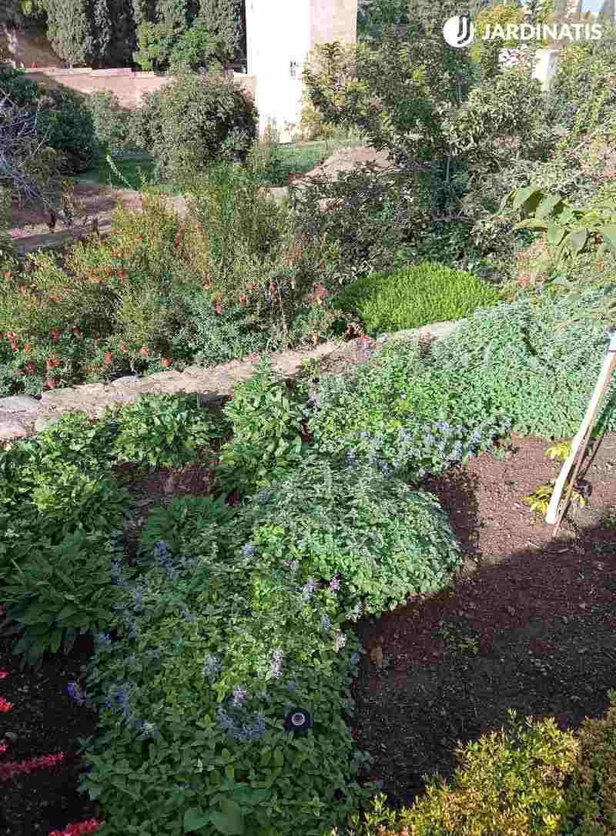 Hierbas aromáticas de la Alhambra