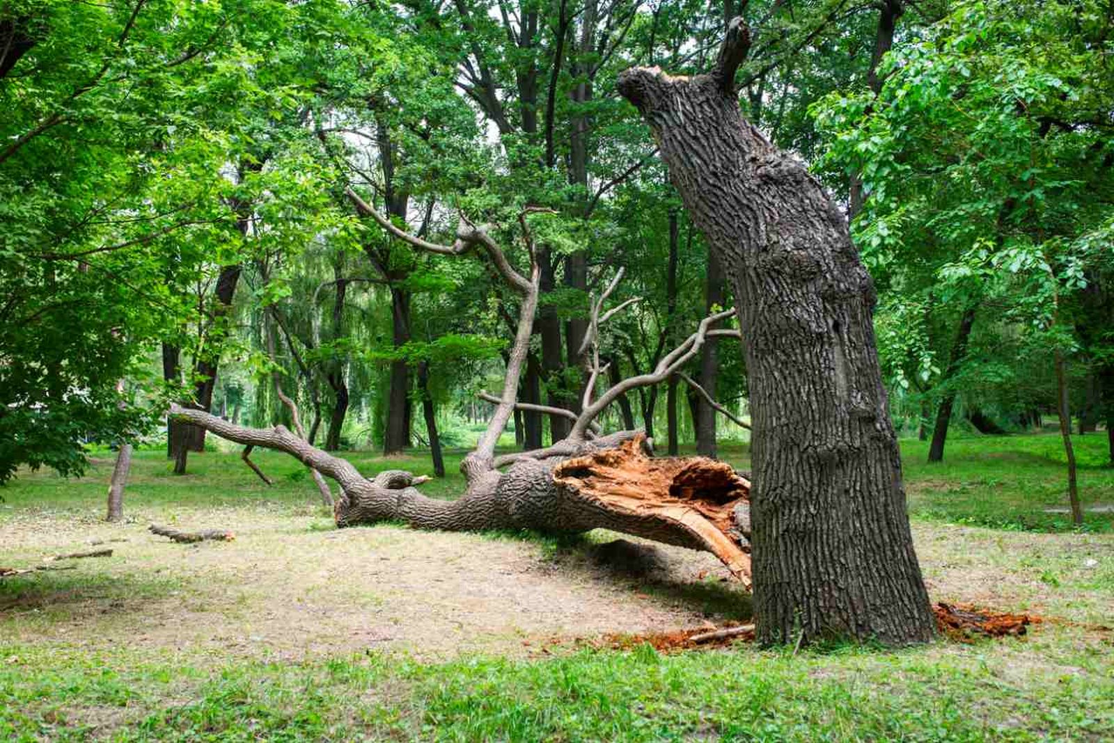 Detectar ciertas señales pueden ponernos en aviso si un árbol está muriendo.