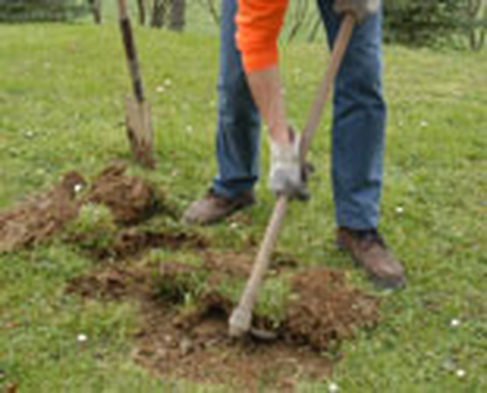 325 plant plam p02 325 plant plam p02
