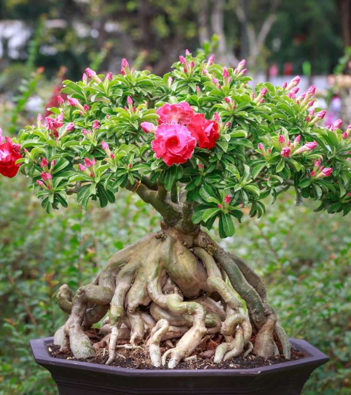 Tallo engrosado de la rosa del desierto