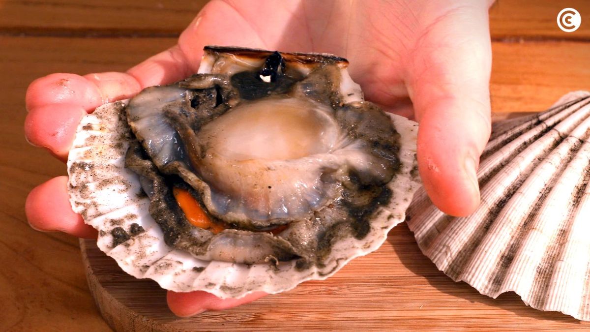 Vieira fresca (sin limpiar)