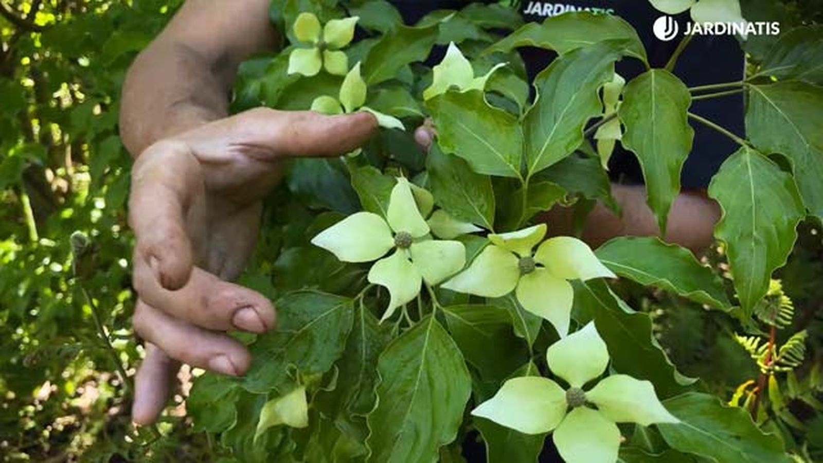 floracion incial cornus kousa jardinatis 22 floracion incial cornus kousa jardinatis 22