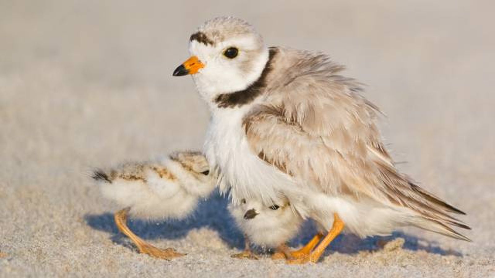 aves playeras especies chorlitos aves playeras especies chorlitos