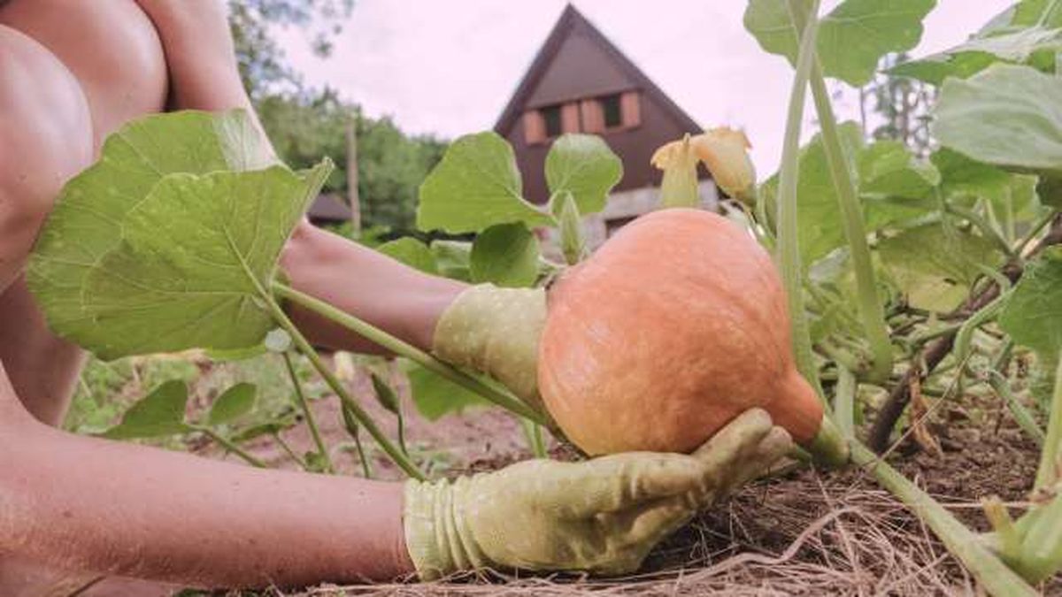 cuando se cosechan las calabazas