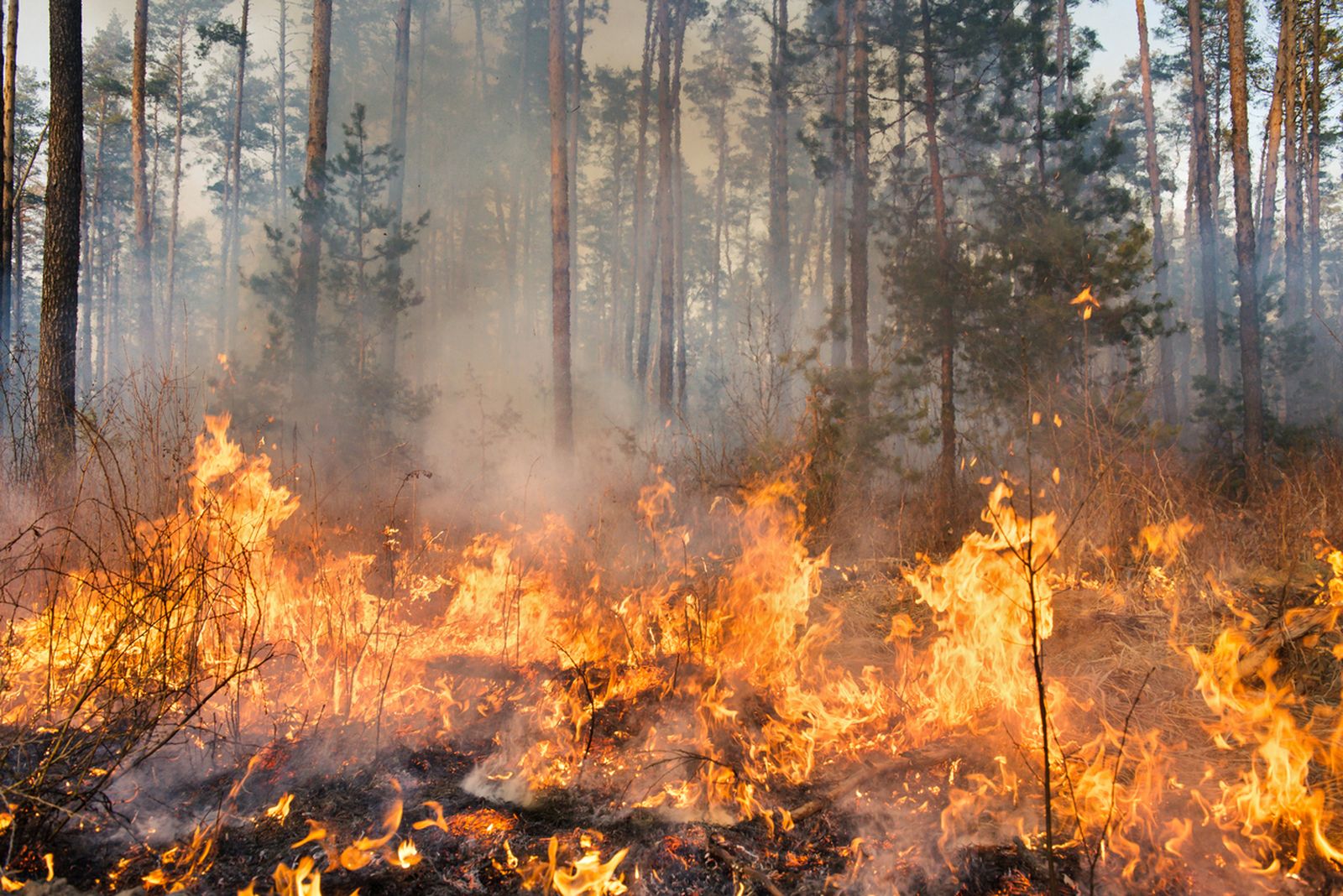 incendio forestal2 incendio forestal2