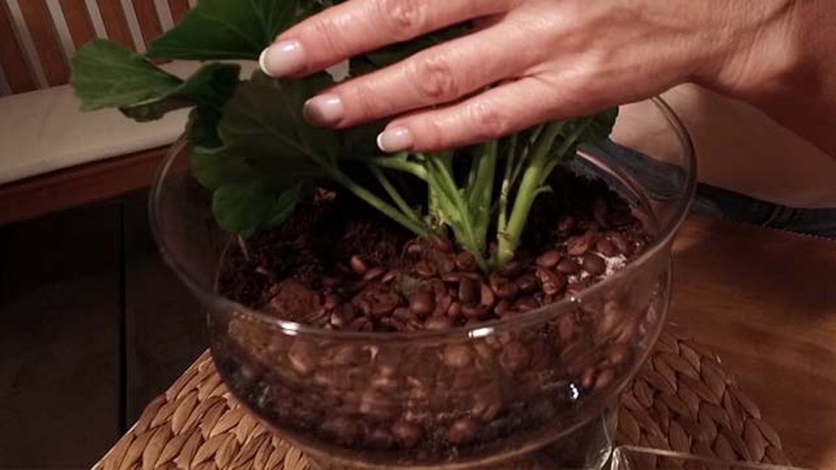 usos cafe en plantas evitar hierbas no procedentes la botica