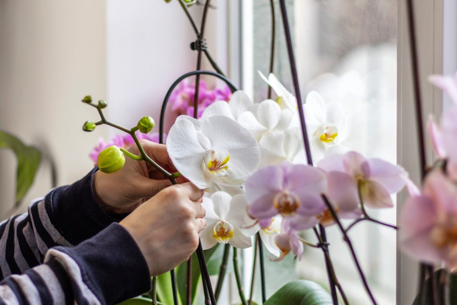 Orquídea Phalaenopsis