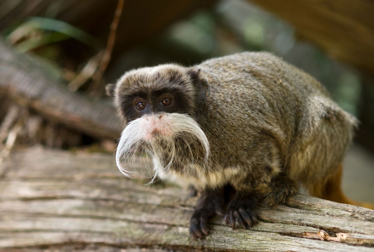 tipos de titi titi emperador