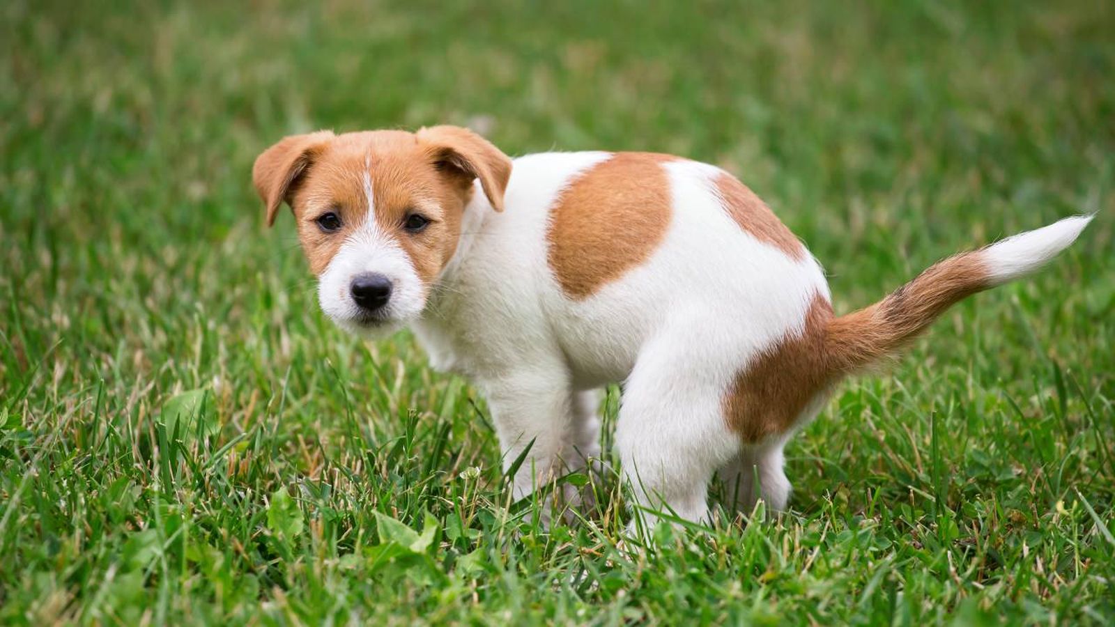 baño ecológico para perros
