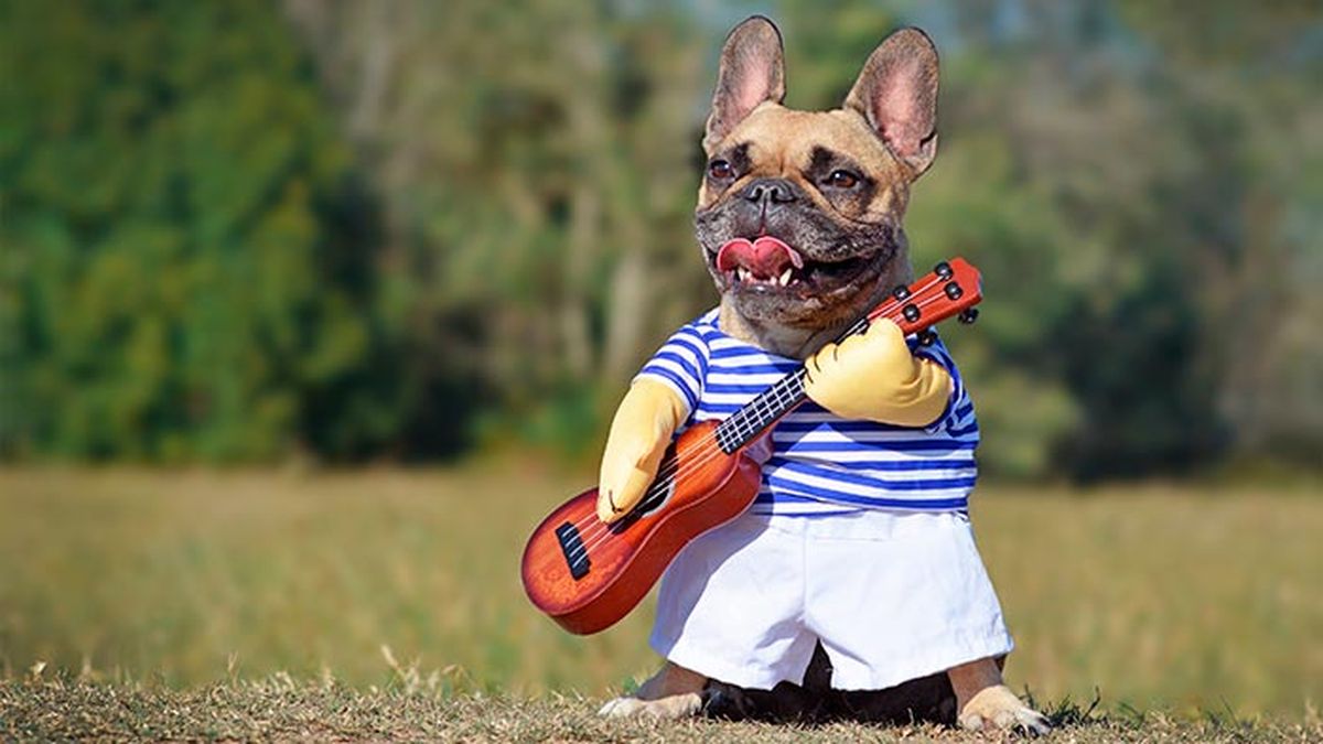 consejos disfraces mascotas 1