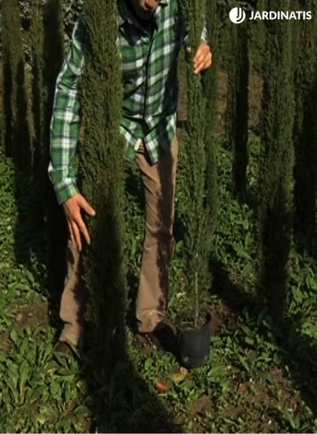 De izq. a drcha. : ejemplares de ciprés plantados en el jardín y en maceta