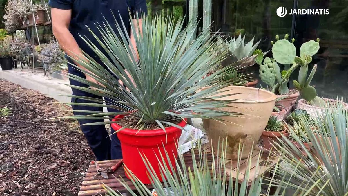 Yucca rostrata carcateristicas cuidados jardinatis 22 19