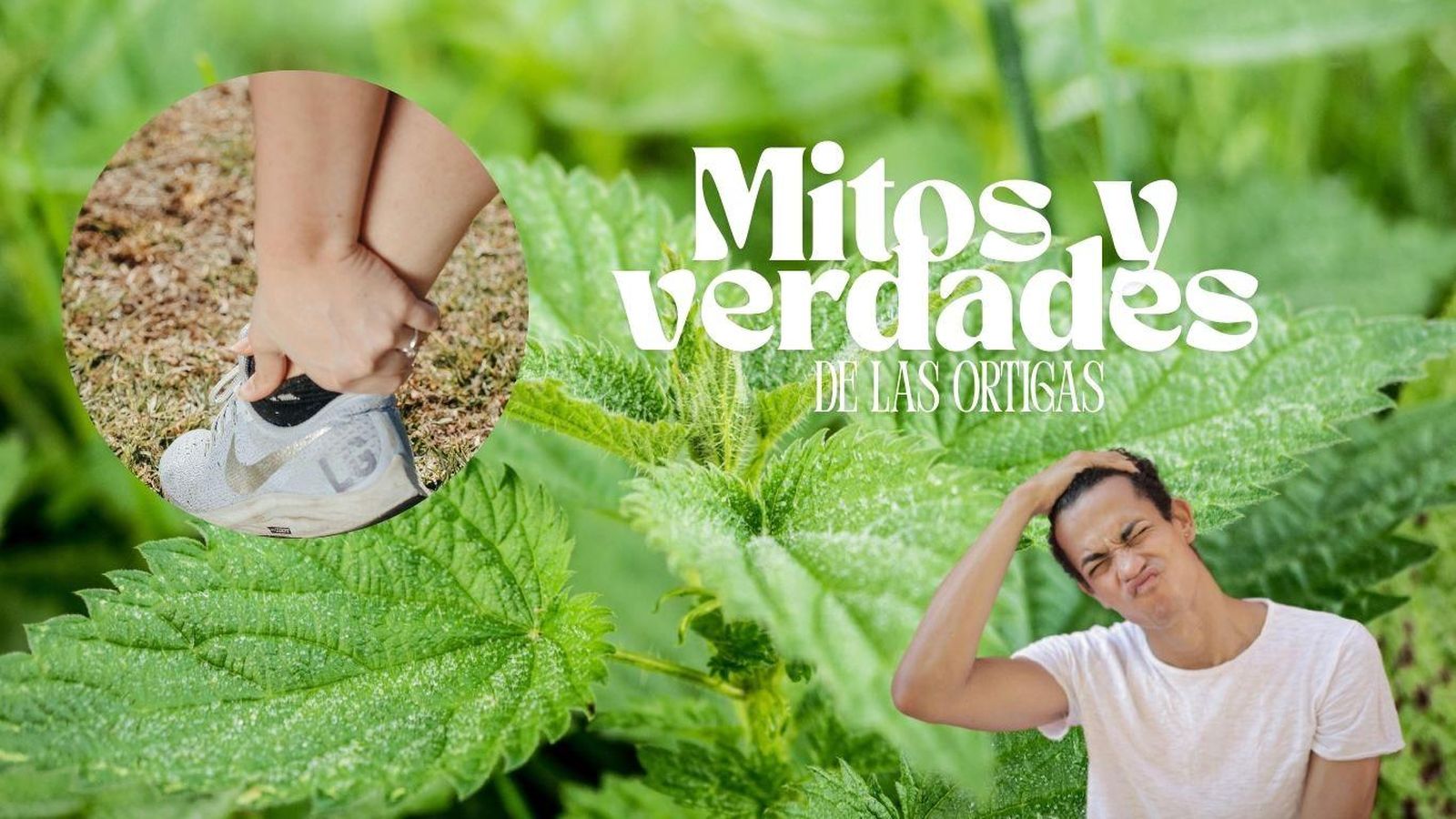 Las ortigas son unas plantas urticantes rodeadas de mitos. / Fotos: Pixabay y Pexels (Kindel Media y Andrea Piacquadio)
