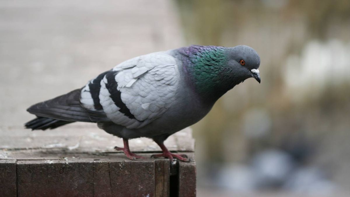 ¿Qué significa que te caiga una caca de paloma?