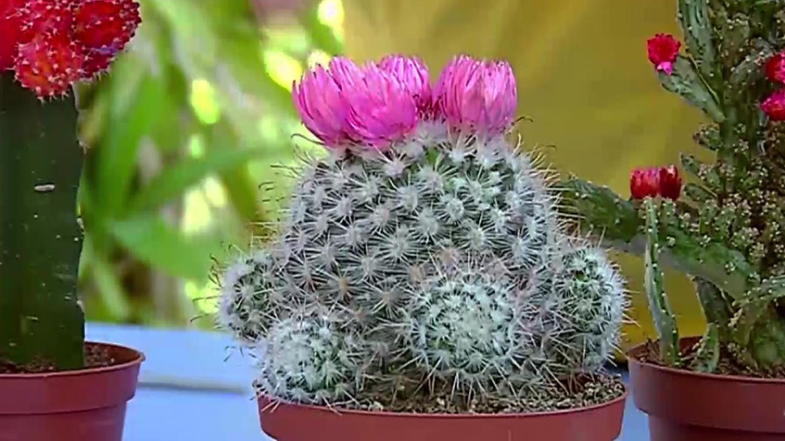 brico 681 plantas pequenas vestir la mesa cactus brico 681 plantas pequenas vestir la mesa cactus