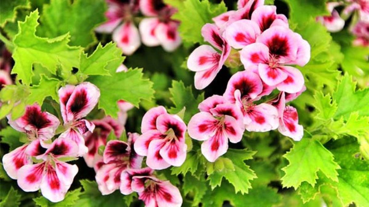Pelargonium crispum