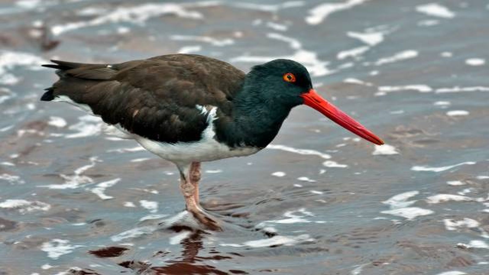 aves playeras especies ostrero americano aves playeras especies ostrero americano