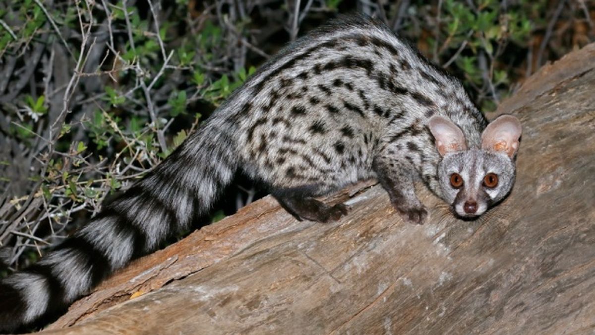 animales nocturnos gineta
