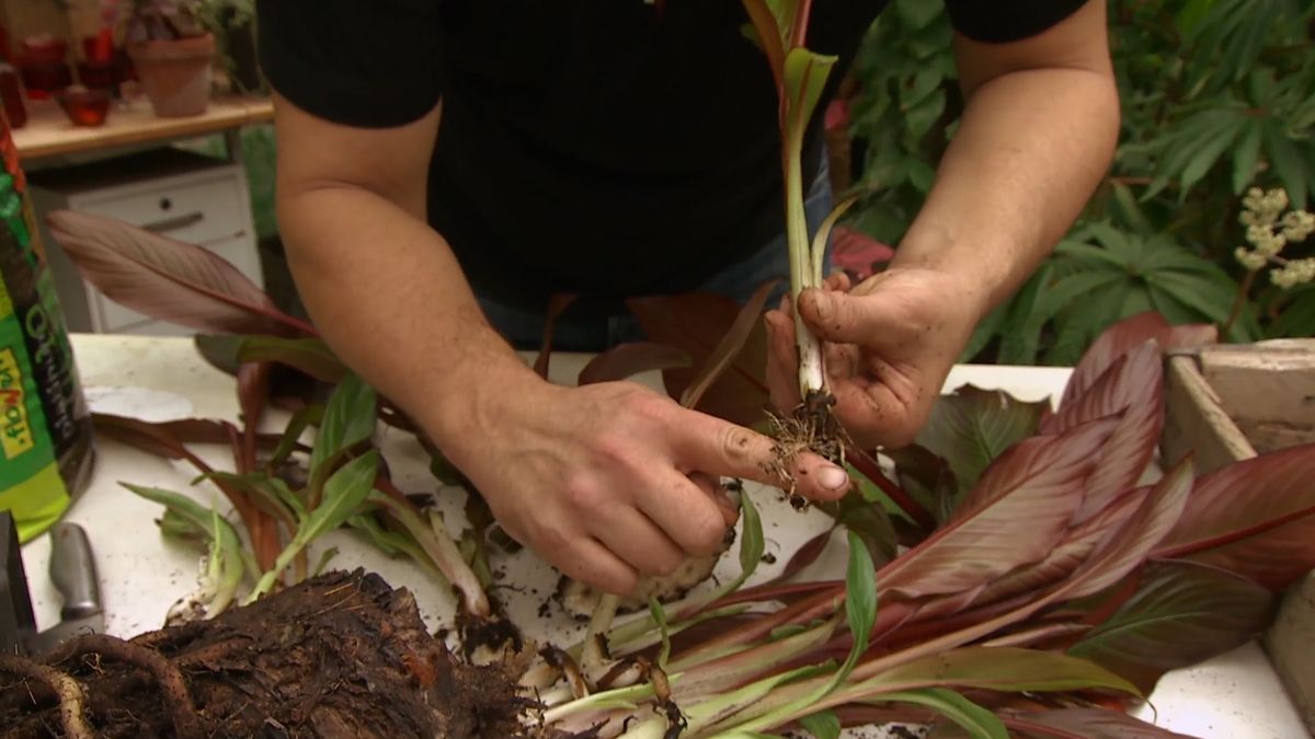 Cómo reproducir el ensete 1