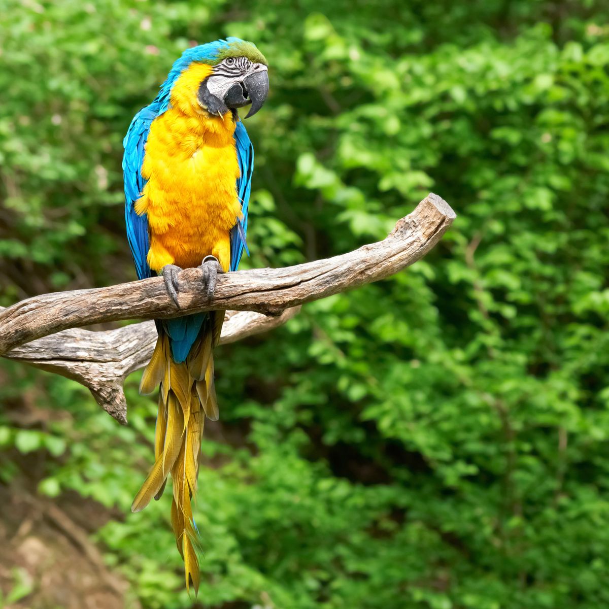 guacamayo azul amarillo xl