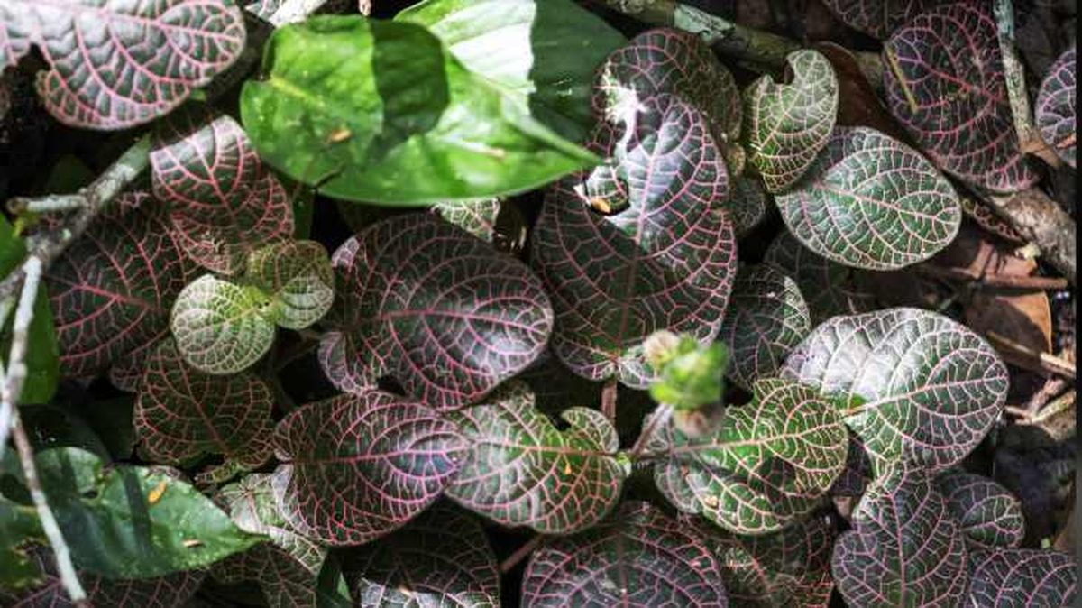 Planta fittonia verschaffeltii