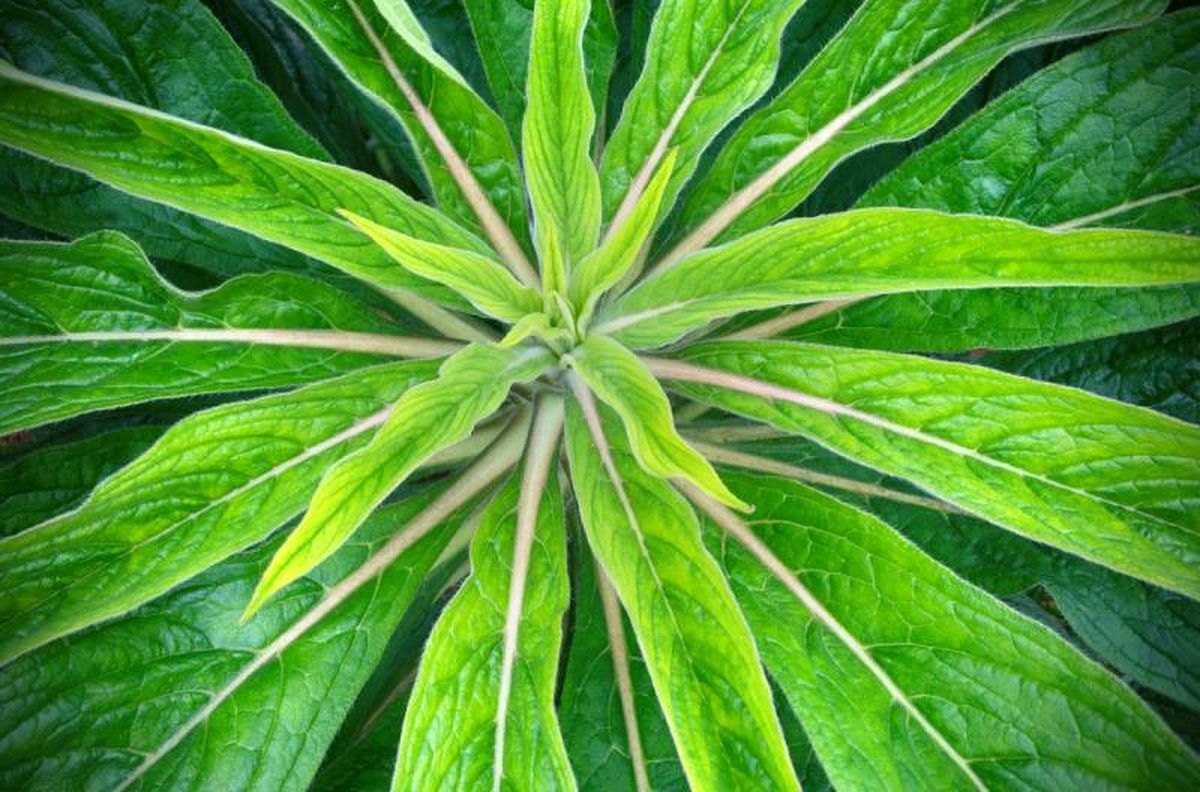 Roseta de hojas inicial sin florecer.